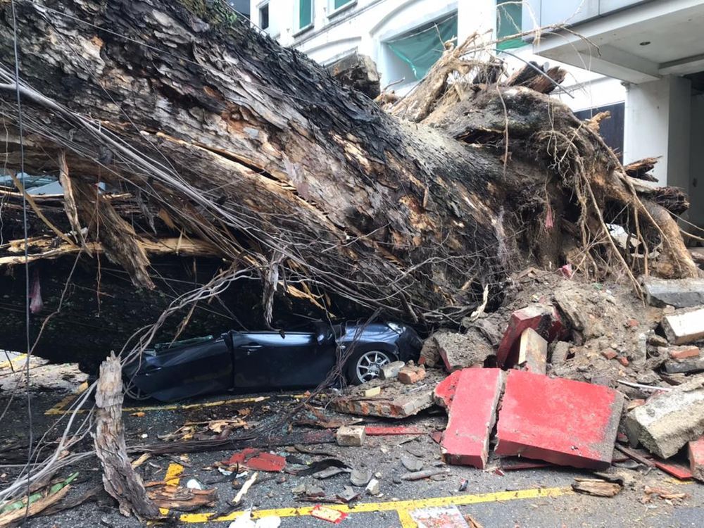 pokok tumbang,perodua axia