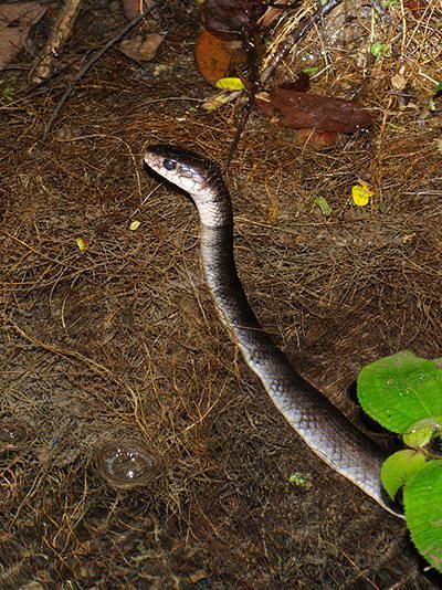 How To Keep Snakes Out Of Your Engine - Insights  Carlist.my