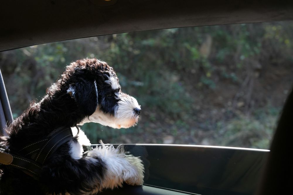 เปอร์เซ็นต์ของระดับความเข้มของฟิล์ม