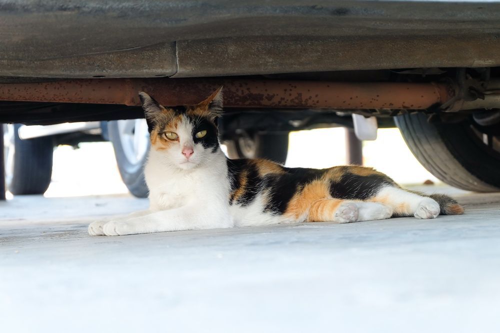แมวชอบนอนใต้ท้องรถ