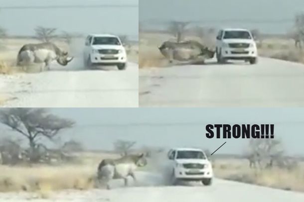 สตรอง!! Toyota Hilux โดนแรดพุ่งชนในอุทยานแห่งชาติอย่างจังแต่ยังไปต่อสบาย