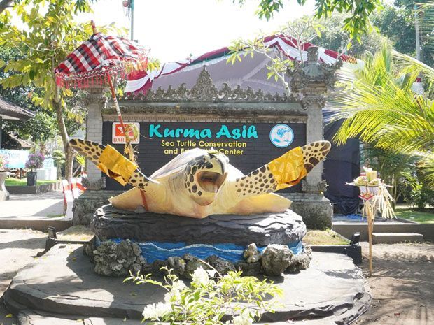 konservasi penyu Daihatsu 